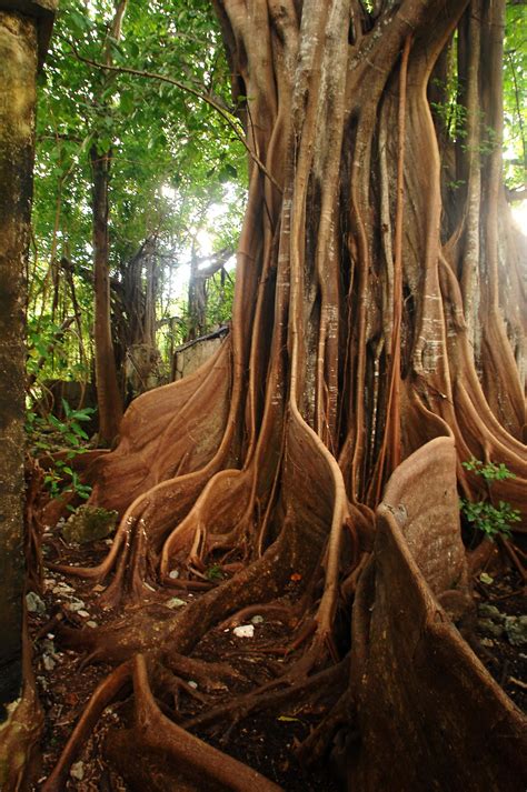 Carte des lieux où observer le figuier maudit en Martinique