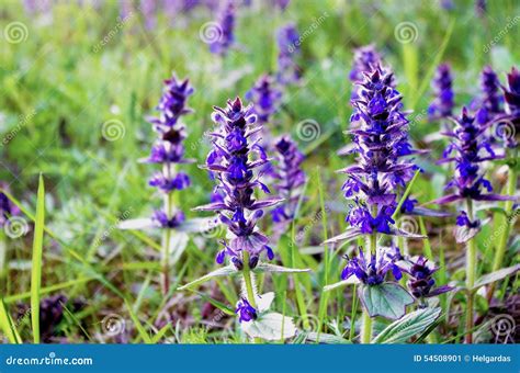 Pelouse calcaire avec fleurs sauvages violettes