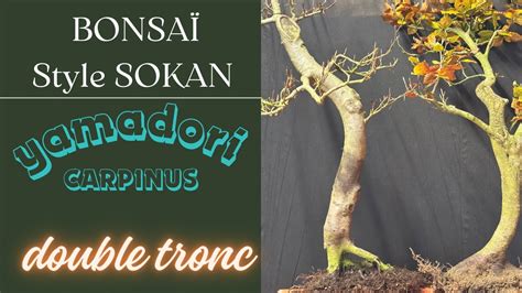 Schéma illustrant la structure d'un bonsaï Sokan avec deux troncs d'épaisseurs distinctes