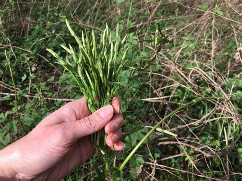 Illustration d'une main tenant des pousses d'asperges sauvages et de houblon sauvage