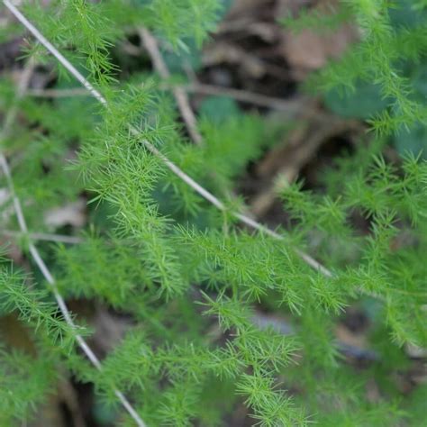 Photographies détaillées de l'Asperge à feuilles piquantes (Asparagus acutifolius) sous différents angles