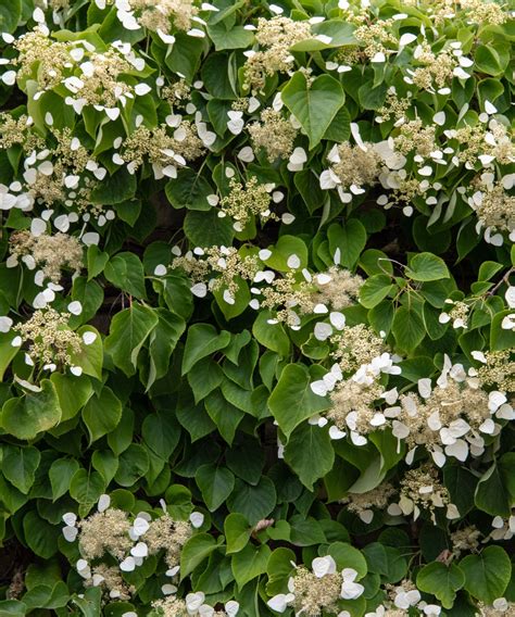 Hortensia grimpant sur une pergola de terrasse