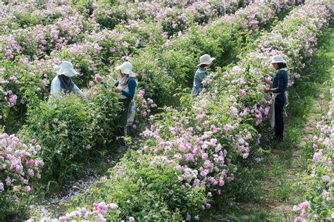 Champ de roses de Grasse