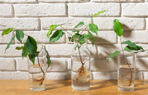 Illustration des différentes parties d'une bouture de Ficus