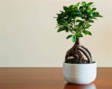Diverses espèces de Ficus adaptées au bonsaï