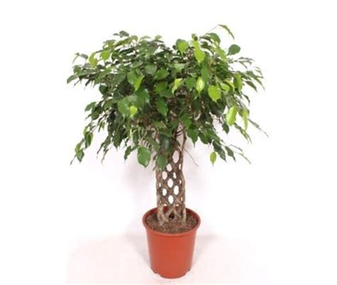 Exemple de bonsaï Ficus à tronc tressé
