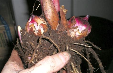 Illustration d'un bulbe de canna sain et d'un bulbe de canna en difficulté