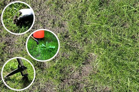 Illustration d'une pelouse saine sans mauvaises herbes