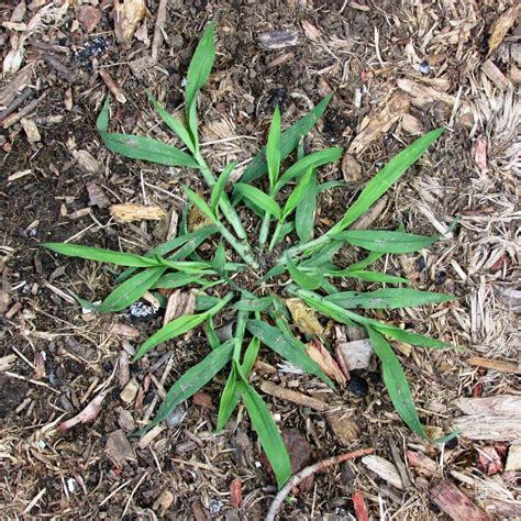 Images de Digitaria, Giavone, Gramigna et Pabbio