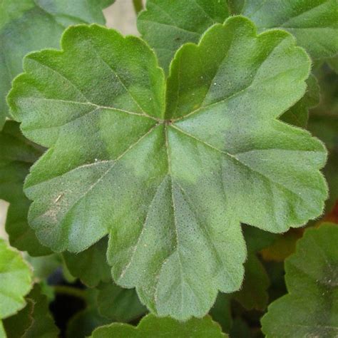Feuilles de géranium odorant froissées libérant leur parfum
