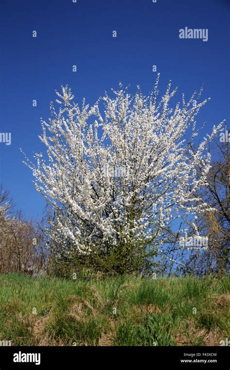 Prunier sauvage en fleur