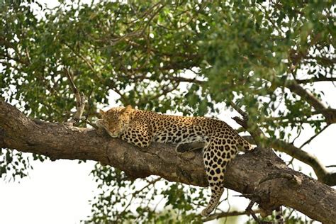 Léopard sur une branche d'arbre
