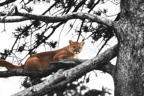 Puma dans un arbre
