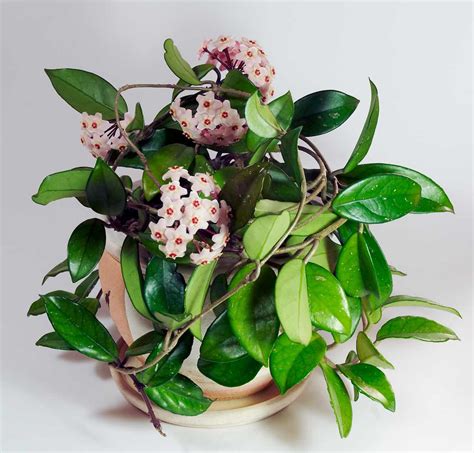Hoya en fleur