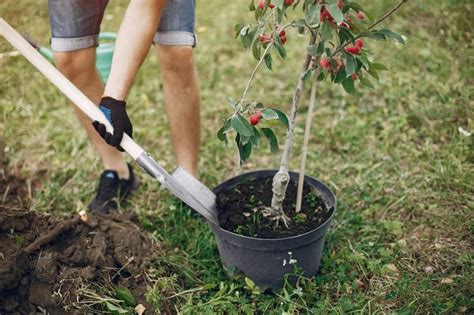 Enfants en train de planter un arbre fruitier