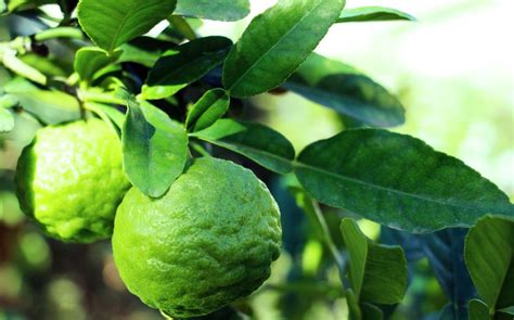 Arbre de citronnier combava en fleurs
