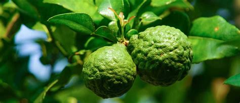 Gros plan sur un fruit de citronnier combava avec sa peau grumeleuse