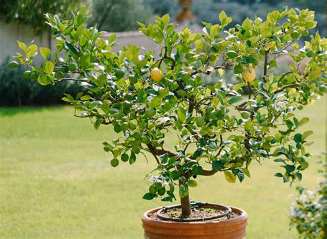 Citronnier combava en pot sur une terrasse ensoleillée