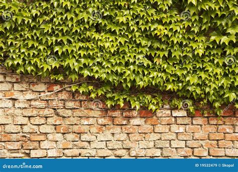 Lierre protégeant un mur de briques