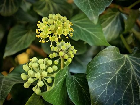 Ombelles de fleurs de lierre en automne
