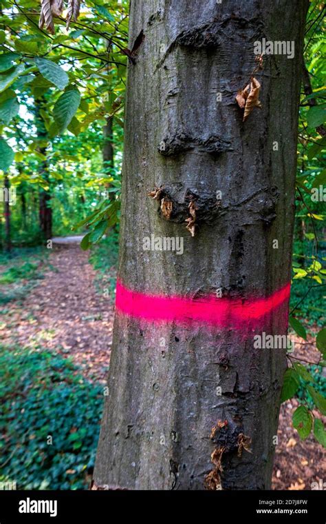 Arbre marqué à la peinture rouge pour l'abattage