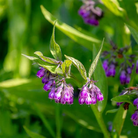 Illustration de la consoude officinale en fleurs