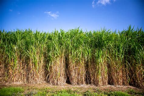 Miscanthus field with its characteristic tall stalks