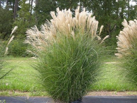 Miscanthus sinensis Gracilimus used as an ornamental hedge