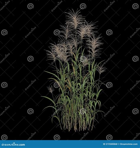 Illustration of various miscanthus applications