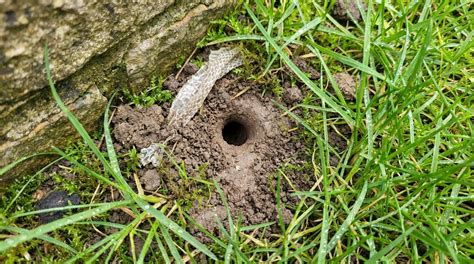 serpent dans le compost