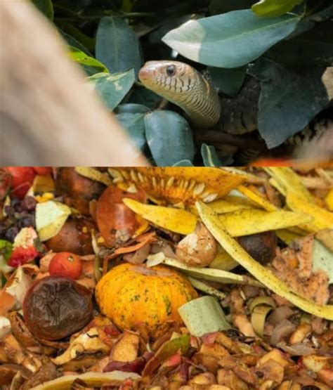 environnement propice aux serpents