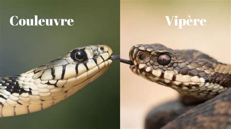 différence couleuvre vipère