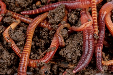 vers de fumier compost