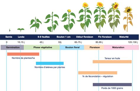 Schéma illustrant les périodes d'apport d'engrais selon le type d'hortensia