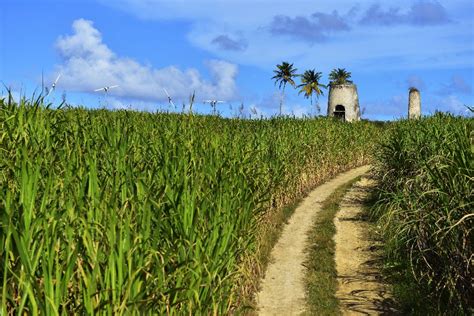 Champ de canne à sucre en Guadeloupe