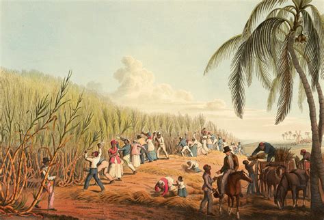 Plantation de canne à sucre avec des esclaves - illustration historique