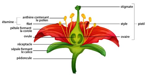 Schéma de la structure typique d'une fleur d'Hibiscus, montrant les pétales, la colonne staminale et le pistil