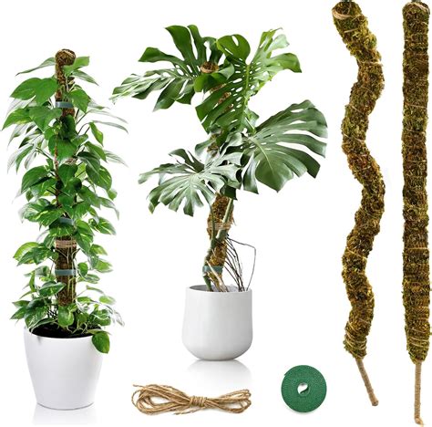 Comparaison de taille de feuilles de Monstera avec et sans tuteur
