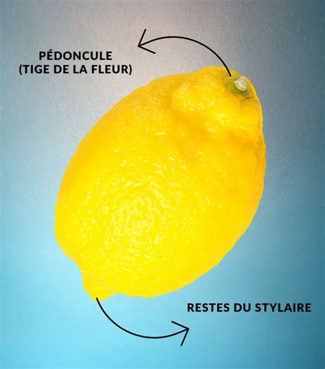 différentes parties d'un citron