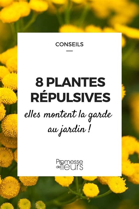 jardin avec plantes répulsives