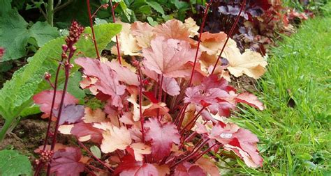 Heuchère variétés de couleurs et de formes de feuilles