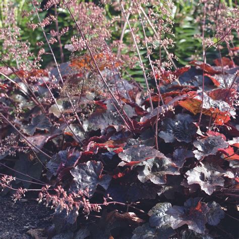 Heuchère associations avec d'autres plantes