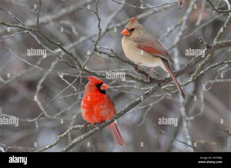 Cardinal rouge mâle et femelle