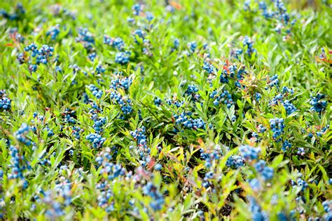 Vue panoramique des montagnes alpines avec des champs de myrtilles sauvages