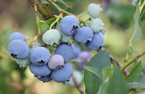 Gros plan sur une branche de myrtilles sauvages mûres