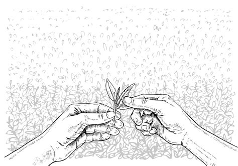 Illustration comparant la cueillette à la main et la cueillette au peigne