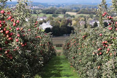 Verger diversifié avec différentes espèces d'arbres fruitiers