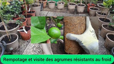 Rempotage d'un agrume