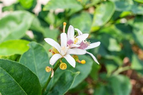 Citronnier en fleurs et fruits
