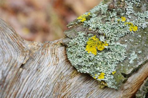 Lichen foliacé et mousse sur une écorce d'arbre